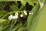 American lily-of-the-valley